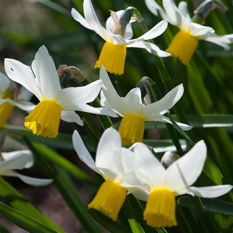 narcissus jack snipe daffodil